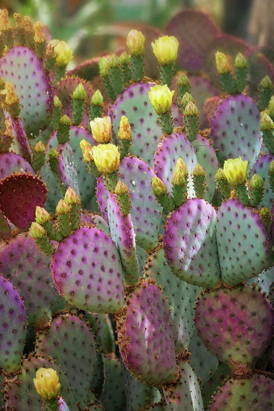 Arizona Purple Prickly Pear Cactus Seeds - Opuntia Macrocentra - Rare Purple Cacti Arizona Purple Prickly Pear Cactus Seeds - Opuntia Macrocentra - Rare Purple Cacti - Image 2