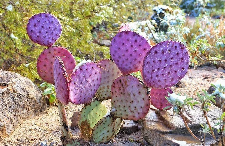 Arizona Purple Prickly Pear Cactus Seeds - Opuntia Macrocentra - Rare Purple Cacti Arizona Purple Prickly Pear Cactus Seeds - Opuntia Macrocentra - Rare Purple Cacti - Image 3