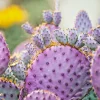 Arizona Purple Prickly Pear Cactus Seeds - Opuntia Macrocentra - Rare Purple Cacti Arizona Purple Prickly Pear Cactus Seeds - Opuntia Macrocentra - Rare Purple Cacti - Image 1