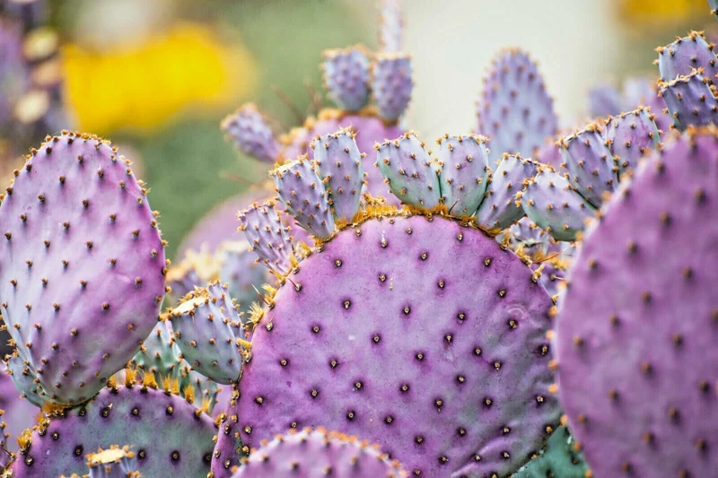 Arizona Purple Prickly Pear Cactus Seeds - Opuntia Macrocentra - Rare Purple Cacti Arizona Purple Prickly Pear Cactus Seeds - Opuntia Macrocentra - Rare Purple Cacti - Image 1