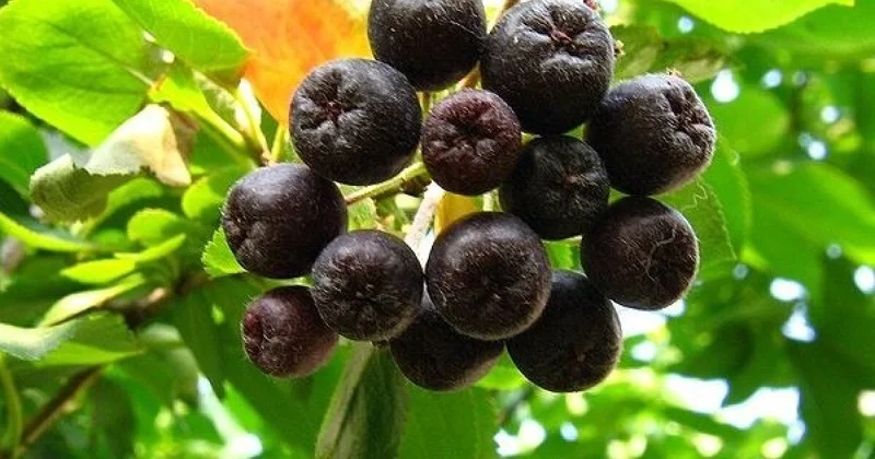 Aronia Black Chokeberry Cuttings - Set of 12 Unrooted Shrubs for Planting Aronia Black Chokeberry Cuttings - Set of 12 Unrooted Shrubs for Planting - Image 2