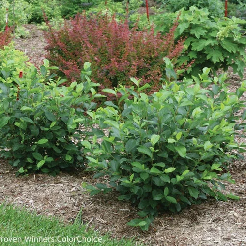 Aronia Black Chokeberry Cuttings - Set of 12 Unrooted Shrubs for Planting Aronia Black Chokeberry Cuttings - Set of 12 Unrooted Shrubs for Planting - Image 1