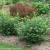 Aronia Black Chokeberry Unrooted Cuttings - Live Plant, Set of 12 for Outdoor - Image 1