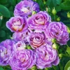 Art Blue Hybrid Tea Rose Live Plant - Fragrant Blue Flowers, 4-8 Inch Tall, Outdoor - Image 1