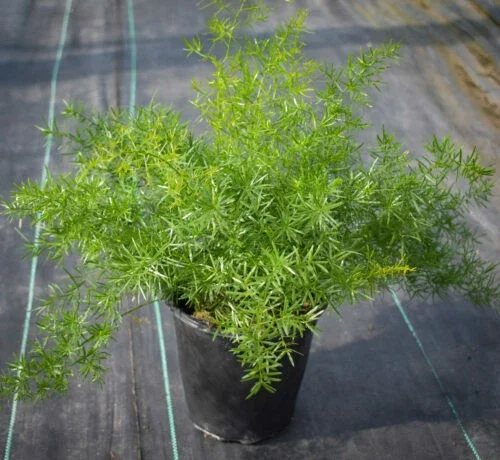 Asparagus Fern Live Plant 4 Inch Pot - Green Mounding Annual Indoor/Outdoor Asparagus Fern Live Plant 4 Inch Pot - Green Mounding Annual Indoor/Outdoor - Image 2