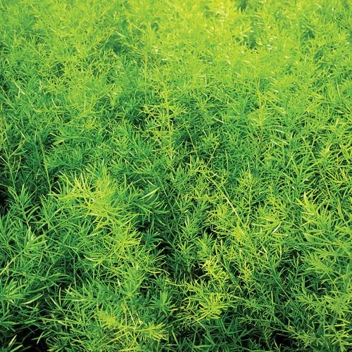 Asparagus Fern Live Plant 4 Inch Pot - Green Mounding Annual Indoor/Outdoor Asparagus Fern Live Plant 4 Inch Pot - Green Mounding Annual Indoor/Outdoor - Image 3
