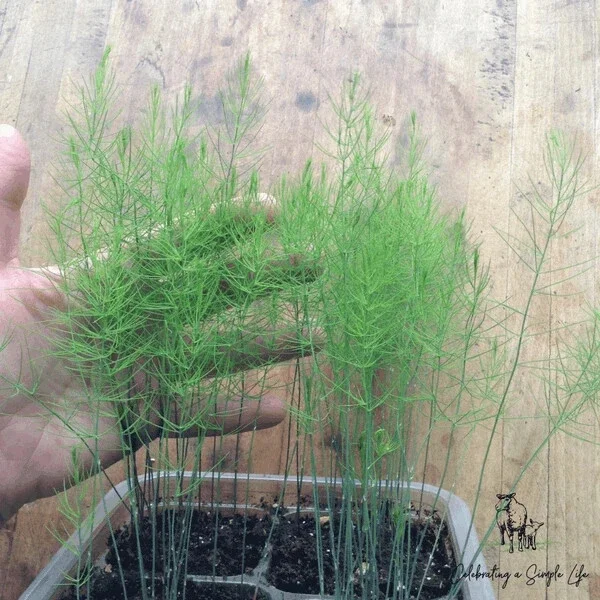 Asparagus Fern Live Plant 4 Inch Pot - Green Mounding Annual Indoor/Outdoor Asparagus Fern Live Plant 4 Inch Pot - Green Mounding Annual Indoor/Outdoor - Image 1