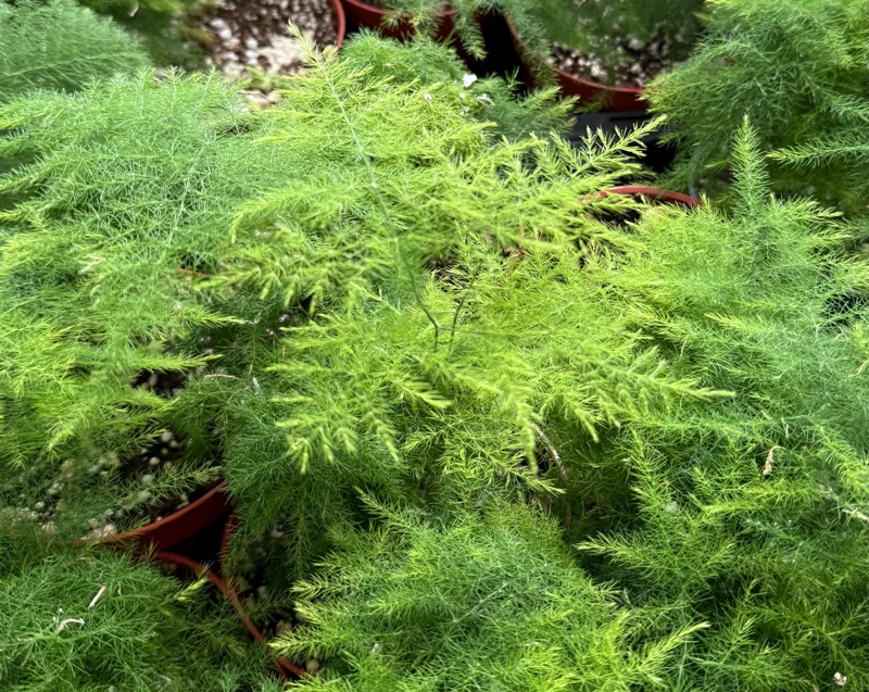 Asparagus Fern Live Plant - Delicate Feathery Foliage Houseplant, Indoor & Outdoor Asparagus Fern Live Plant - Delicate Feathery Foliage Houseplant, Indoor & Outdoor - Image 3