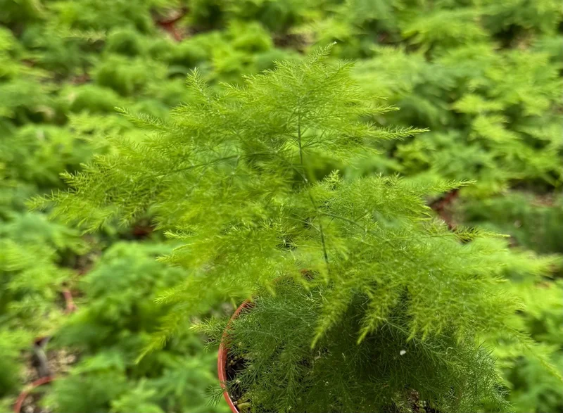 Asparagus Fern Live Plant - Delicate Feathery Foliage Houseplant, Indoor & Outdoor Asparagus Fern Live Plant - Delicate Feathery Foliage Houseplant, Indoor & Outdoor - Image 4