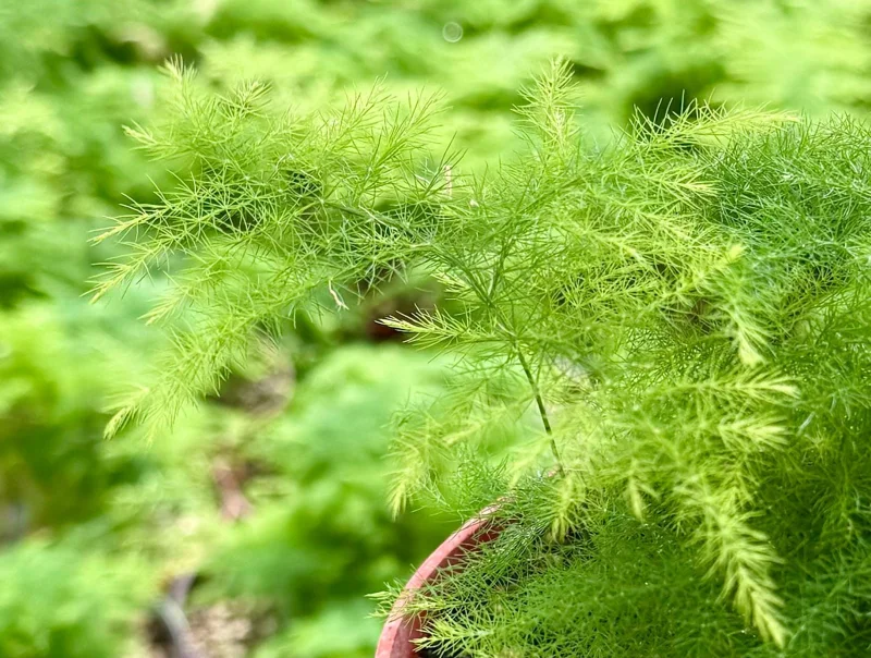 Asparagus Fern Live Plant - Delicate Feathery Foliage Houseplant, Indoor & Outdoor Asparagus Fern Live Plant - Delicate Feathery Foliage Houseplant, Indoor & Outdoor - Image 5