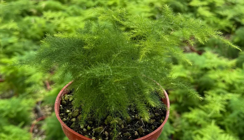 Asparagus Fern Live Plant - Delicate Feathery Foliage Houseplant, Indoor & Outdoor Asparagus Fern Live Plant - Delicate Feathery Foliage Houseplant, Indoor & Outdoor - Image 6