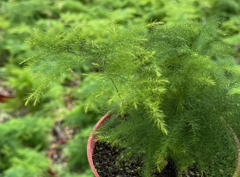 Asparagus Fern Live Plant - Delicate Feathery Foliage Houseplant, Indoor & Outdoor Asparagus Fern Live Plant - Delicate Feathery Foliage Houseplant, Indoor & Outdoor - Image 7