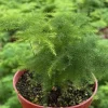 Asparagus Fern Live Plant - Delicate Feathery Foliage Houseplant, Indoor & Outdoor - Image 1