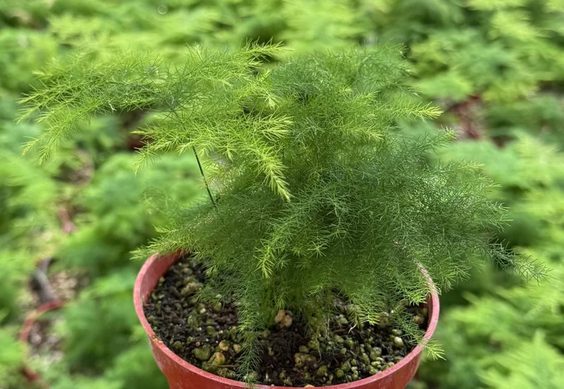 Asparagus Fern Live Plant - Delicate Feathery Foliage Houseplant, Indoor & Outdoor Asparagus Fern Live Plant - Delicate Feathery Foliage Houseplant, Indoor & Outdoor - Image 1
