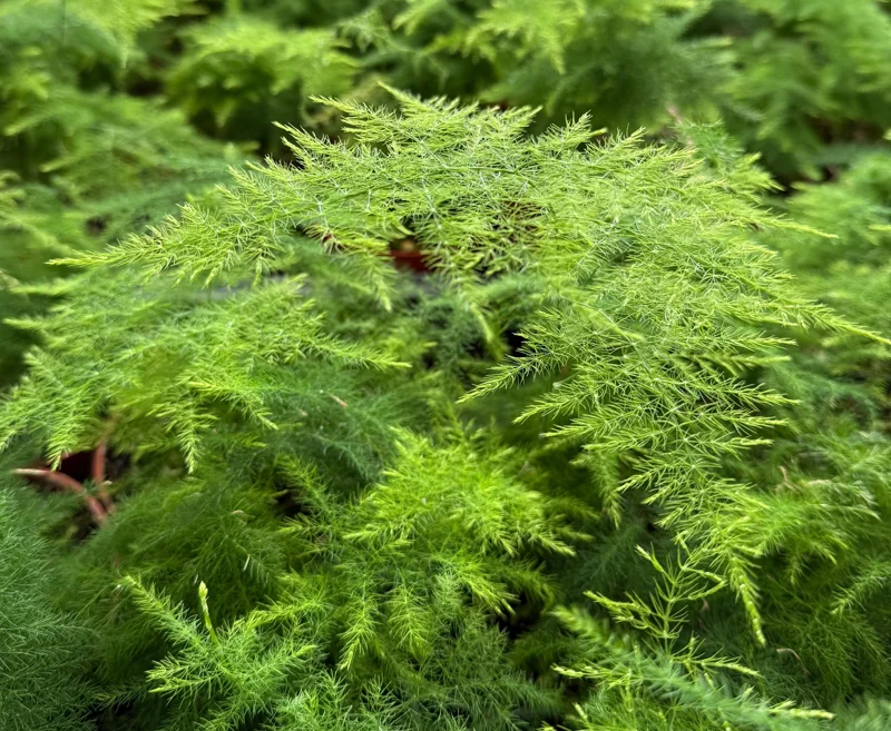 Asparagus Fern Live Plant – Delicate Houseplant – 4 Inch Pot – Indoor Asparagus Fern Live Plant – Delicate Houseplant – 4 Inch Pot – Indoor - Image 2