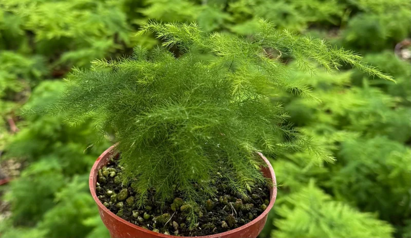 Asparagus Fern Live Plant – Delicate Houseplant – 4 Inch Pot – Indoor Asparagus Fern Live Plant – Delicate Houseplant – 4 Inch Pot – Indoor - Image 8