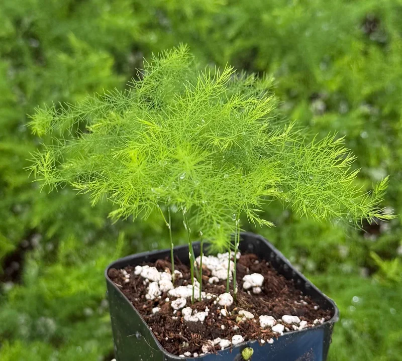 Asparagus Fern Live Plant – Delicate Houseplant – 4 Inch Pot – Indoor Asparagus Fern Live Plant – Delicate Houseplant – 4 Inch Pot – Indoor - Image 9