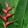 Assorted Heliconia Rhizomes - 16 Live Rhizomes - Tropical Plants Set - Image 2