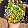 Assorted Succulent Combo Pot Live Plant | 4 inch Nursery Pot | Host Gift - Image 1