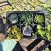 Assorted Succulent Sampler – Live Plant – 6 Pack – 2 inch Pot – Indoor/Outdoor - Image 1