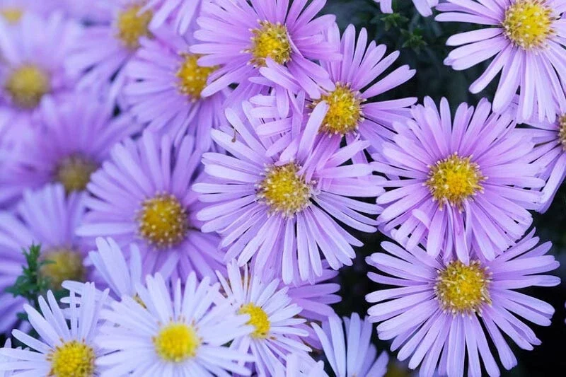 Aster Oblongifolius Blue Aromatic Aster Starter Plant 6-8 Inch Tall Perennial - Image 2