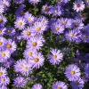 Aster Oblongifolius Blue Aromatic Aster Starter Plant 6-8 Inch Tall Perennial - Image 1