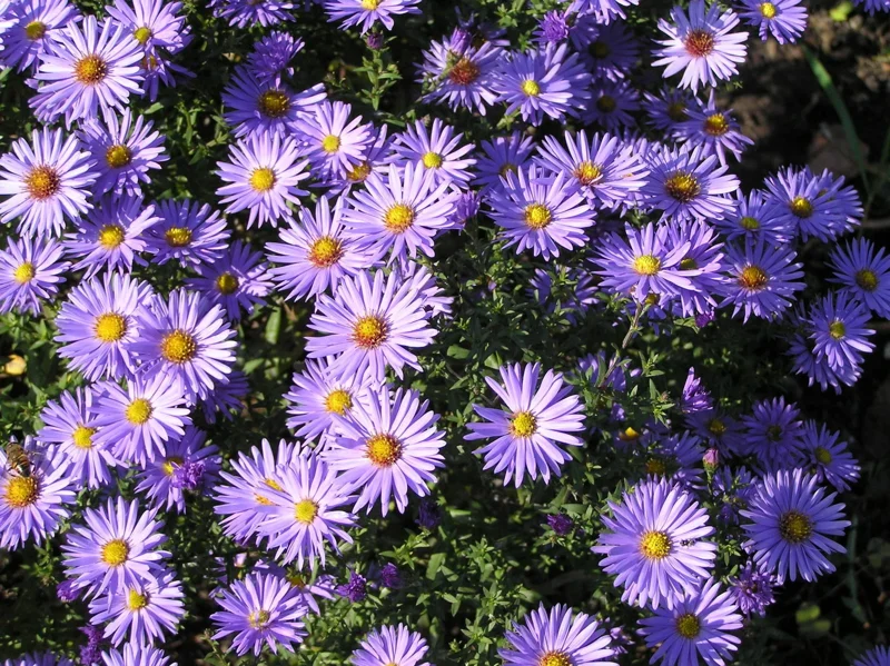 Aster Oblongifolius Blue Aromatic Aster Starter Plant 6-8 Inch Tall Perennial - Image 1