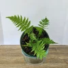Australian Tree Fern Live Plant - 6 Inch Pot - Tropical Starter Tree - Image 1