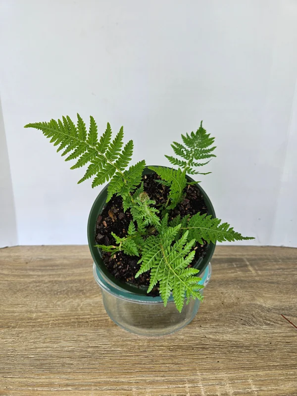 Australian Tree Fern Live Plant - 6 Inch Pot - Tropical Starter Tree - Image 1