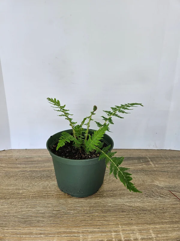 Australian Tree Fern Live Plant - 6 Inch Pot - Tropical Starter Tree - Image 2