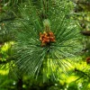 Austrian Pine Live Plant – Pinus nigra – 3-7 inch Tall Evergreen Tree for Landscape & Holiday Planting - Image 1