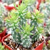 Austrocylindropuntia Cylindrica Cactus Succulent Live Plant 2 inch Pot Indoor Outdoor Austrocylindropuntia Cylindrica Cactus Succulent Live Plant 2 inch Pot Indoor Outdoor - Image 1