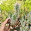 Austrocylindropuntia Vestita Cotton Cactus Succulent Live Plant 2 Inch - Image 1