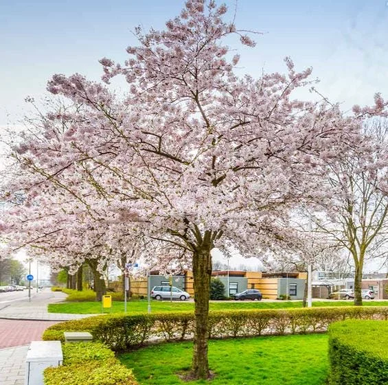 Autumn Alice Cherry Tree Live Plant - 8-12 Inch Rooted Cutting - Sweet Fruit Autumn Alice Cherry Tree Live Plant - 8-12 Inch Rooted Cutting - Sweet Fruit - Image 3