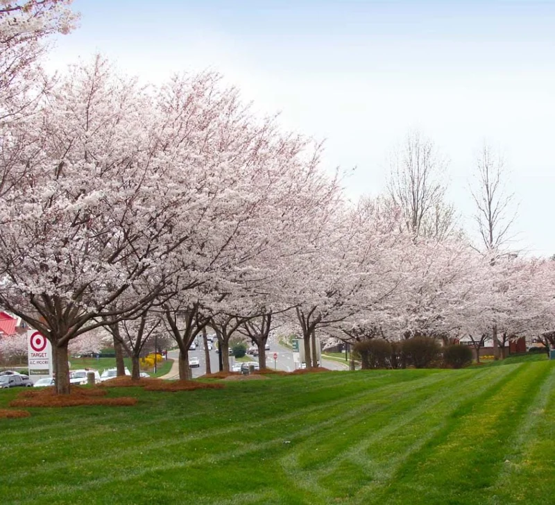 Autumn Alice Cherry Tree Live Plant - 8-12 Inch Rooted Cutting - Sweet Fruit Autumn Alice Cherry Tree Live Plant - 8-12 Inch Rooted Cutting - Sweet Fruit - Image 4
