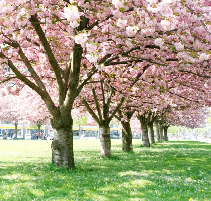 Autumn Alice Cherry Tree Live Plant - 8-12 Inch Rooted Cutting - Sweet Fruit Autumn Alice Cherry Tree Live Plant - 8-12 Inch Rooted Cutting - Sweet Fruit - Image 5