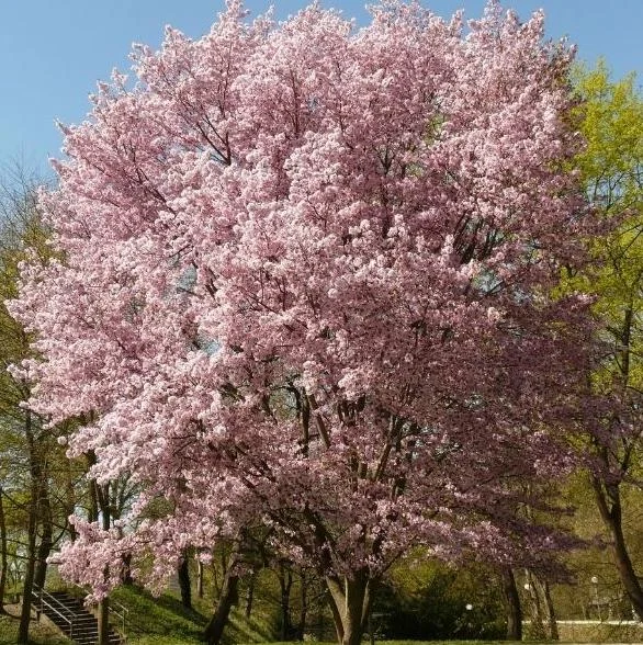 Autumn Alice Cherry Tree Live Plant - 8-12 Inch Rooted Cutting - Sweet Fruit Autumn Alice Cherry Tree Live Plant - 8-12 Inch Rooted Cutting - Sweet Fruit - Image 7