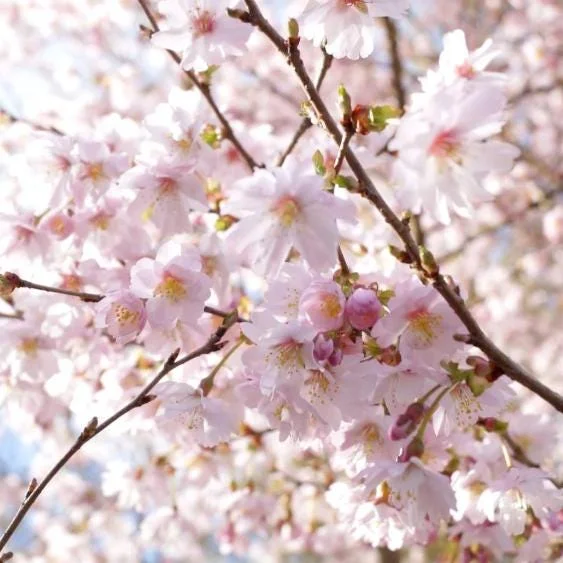 Autumn Alice Cherry Tree Live Plant - 8-12 Inch Rooted Cutting - Sweet Fruit Autumn Alice Cherry Tree Live Plant - 8-12 Inch Rooted Cutting - Sweet Fruit - Image 1