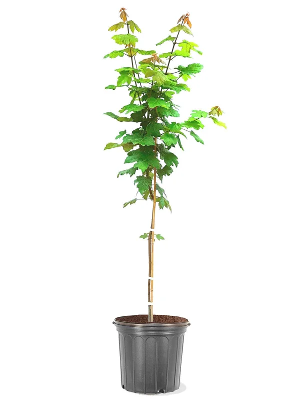 Autumn Blaze Maple Tree Live Plant - 2 Ft Tall, 5-Gallon Pot, Outdoor Shade Tree - Image 2