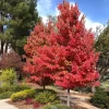 Autumn Blaze Maple Tree Live Plant - 2 Ft Tall, 5-Gallon Pot, Outdoor Shade Tree - Image 1