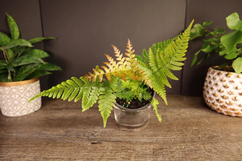 Autumn Fern Live Plant - Japanese Shield Fern - 4 Inch Pot - Indoor/Outdoor - Image 2