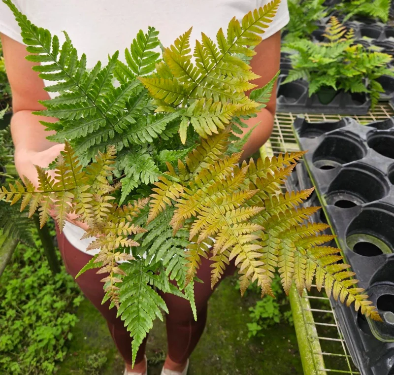 Autumn Fern Live Plant - Japanese Shield Fern - 4 Inch Pot - Indoor/Outdoor - Image 1