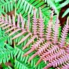Autumn Fern Spores (Dryopteris Erythrosora) - 1000 Count, Hardy Perennial Autumn Fern Spores (Dryopteris Erythrosora) - 1000 Count, Hardy Perennial - Image 1