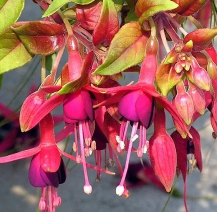 Autumnale Fuchsia Live Plants - Set of 2, 5-inch Pots, Red & Purple Autumnale Fuchsia Live Plants - Set of 2, 5-inch Pots, Red & Purple - Image 2
