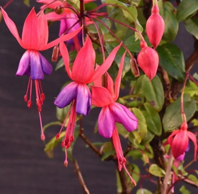 Autumnale Fuchsia Live Plants - Set of 2, 5-inch Pots, Red & Purple Autumnale Fuchsia Live Plants - Set of 2, 5-inch Pots, Red & Purple - Image 3