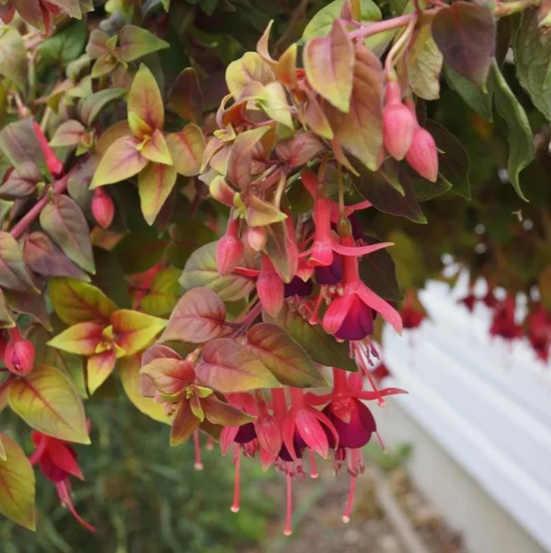 Autumnale Fuchsia Live Plants - Set of 2, 5-inch Pots, Red & Purple Autumnale Fuchsia Live Plants - Set of 2, 5-inch Pots, Red & Purple - Image 4