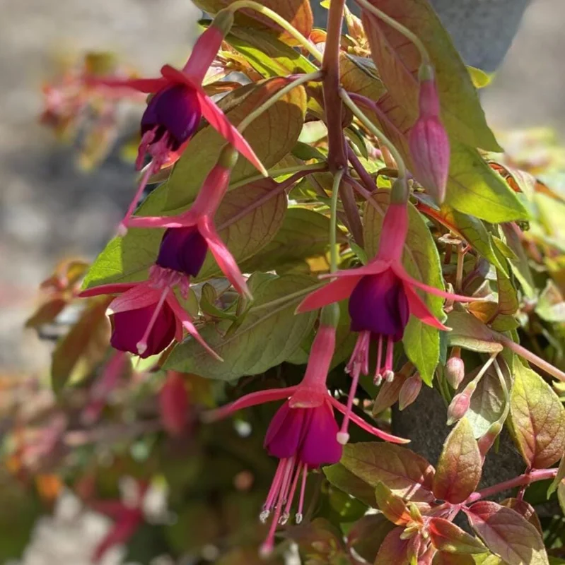 Autumnale Fuchsia Live Plants - Set of 2, 5-inch Pots, Red & Purple Autumnale Fuchsia Live Plants - Set of 2, 5-inch Pots, Red & Purple - Image 7