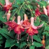 Autumnale Fuchsia Live Plants - Set of 2, 5-inch Pots, Red & Purple - Image 1