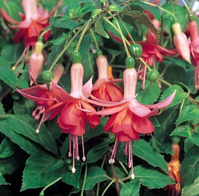 Autumnale Fuchsia Live Plants - Set of 2, 5-inch Pots, Red & Purple Autumnale Fuchsia Live Plants - Set of 2, 5-inch Pots, Red & Purple - Image 1