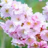 Autumnalis Cherry Tree Live Plant – Double Blooming, Pink-White Blossoms, 2.5-inch Pot - Image 1
